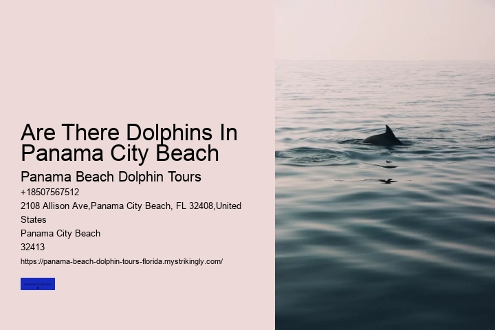 Are There Dolphins In Panama City Beach