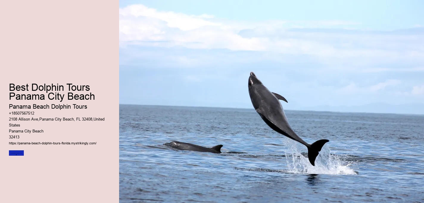 Best Dolphin Tours Panama City Beach