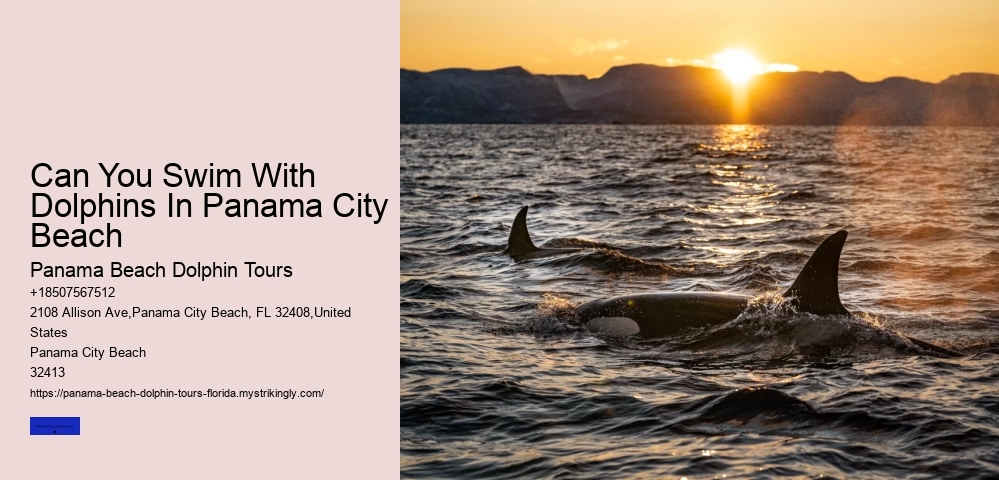 Can You Swim With Dolphins In Panama City Beach