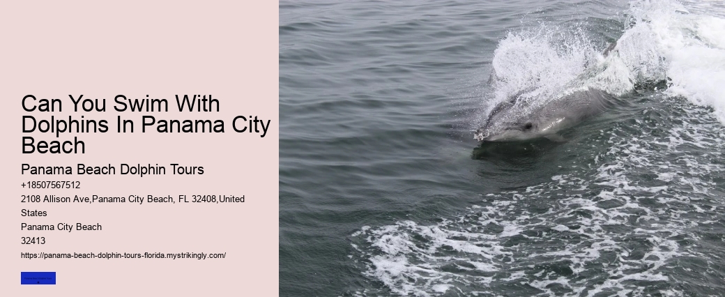 Dolphin Tours Panama City Beach