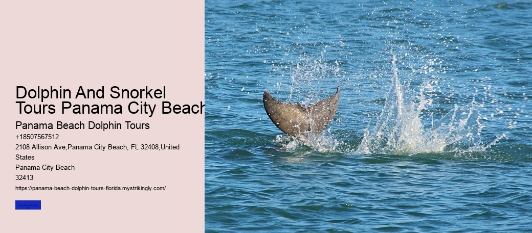 Panama Beach Dolphin Tours Prices