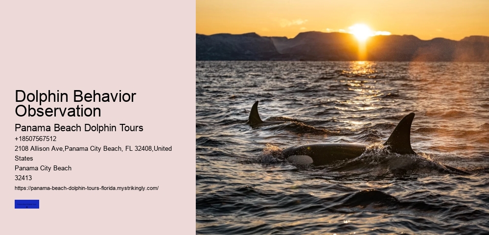 Dolphin Behavior Observation