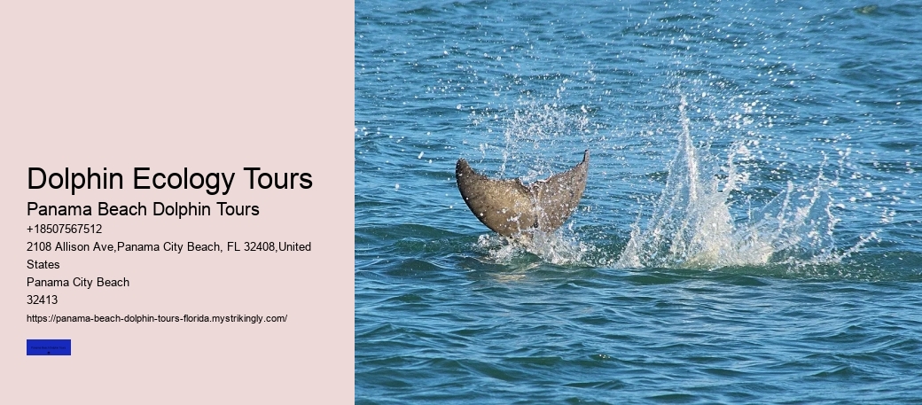 Dolphin Ecology Tours