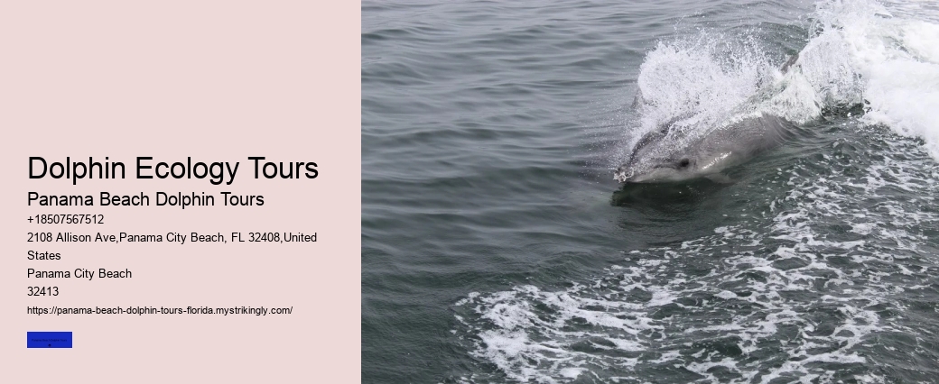 Guided Dolphin Tours