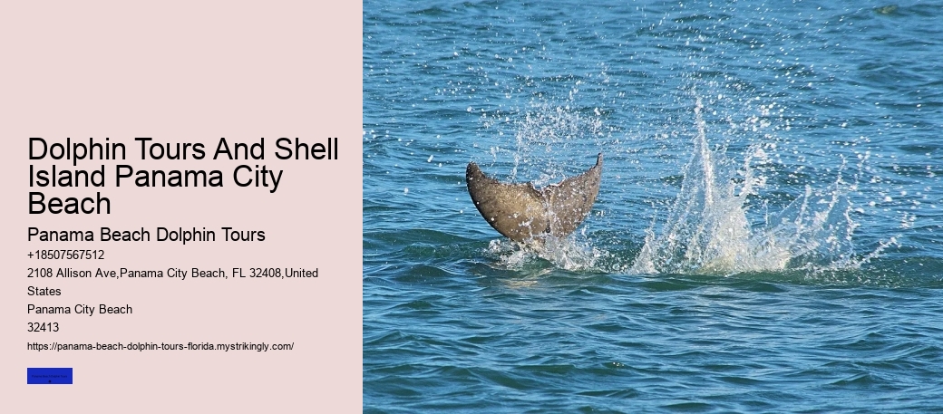 Dolphin Tours And Shell Island Panama City Beach