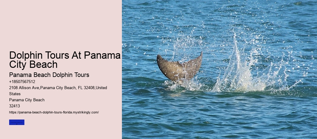 Dolphin Tours At Panama City Beach