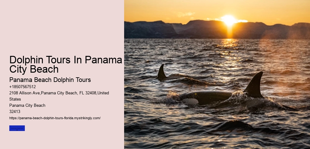 Dolphin Tours In Panama City Beach