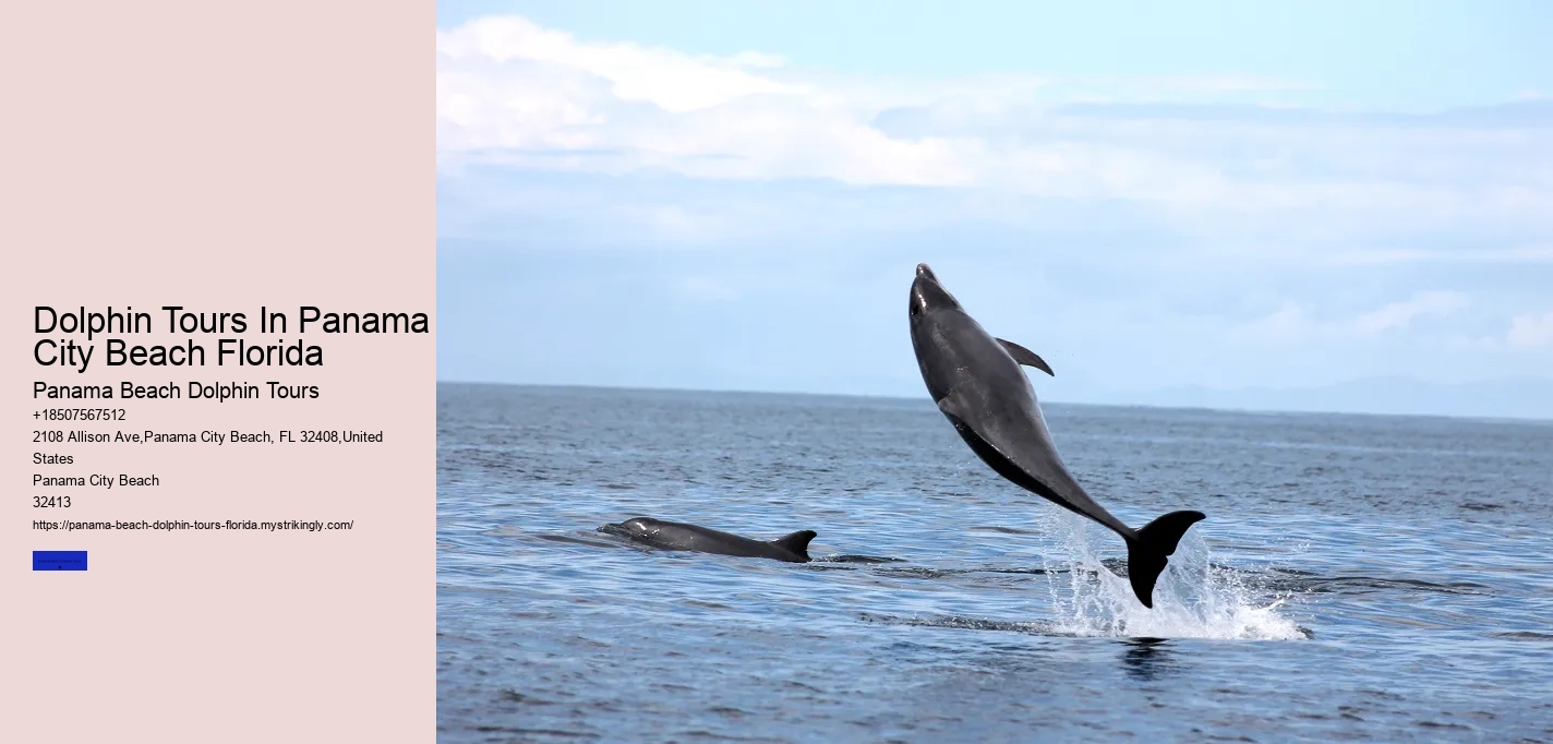 Dolphin Tours In Panama City Beach Florida