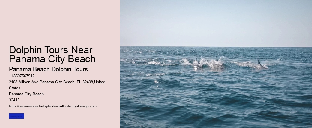 Dolphin Tours Near Panama City Beach