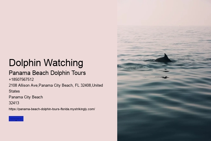 Dolphin Watching