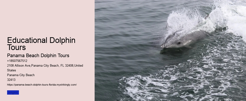 What Month Is Best For Dolphin Watching