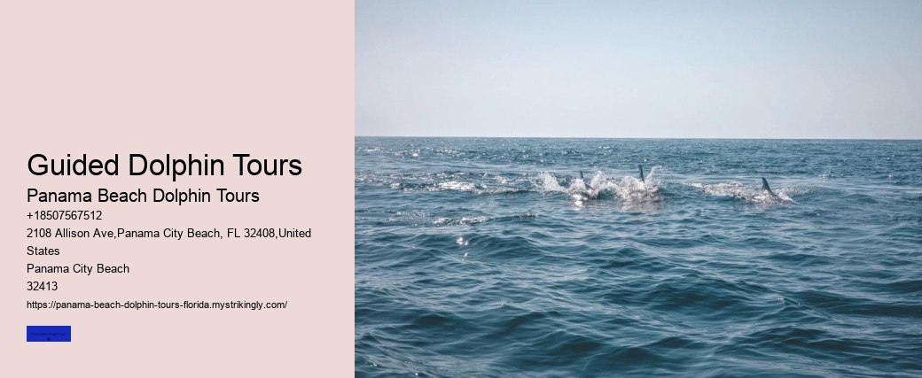 Guided Dolphin Tours