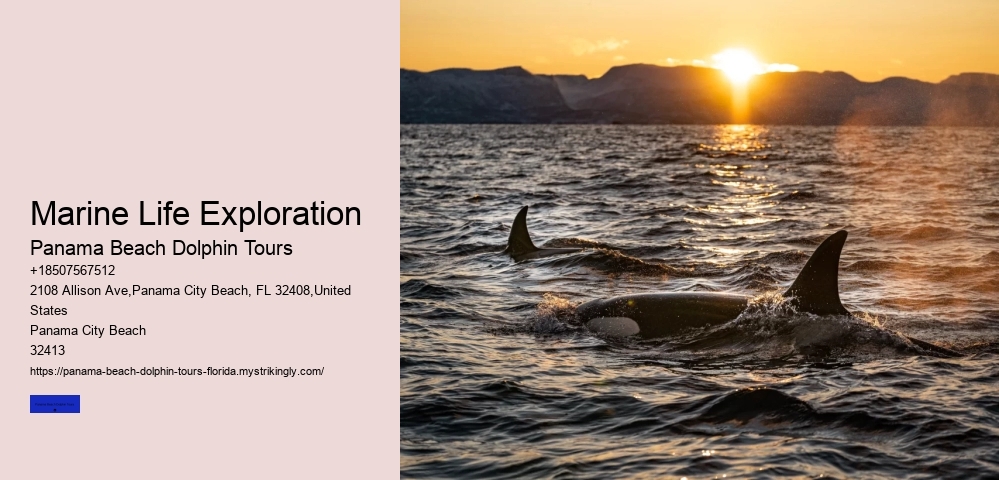 Dolphin Tours Near Panama City Beach