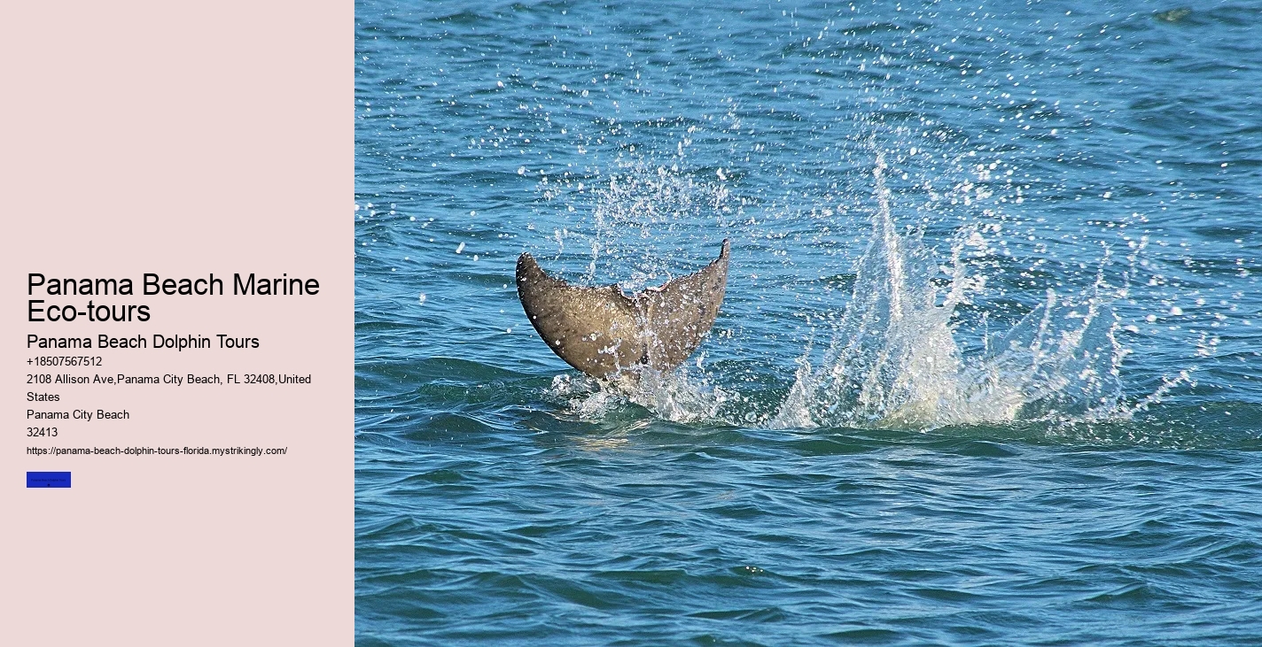 What Time Of Year Are Dolphins Most Active In Florida