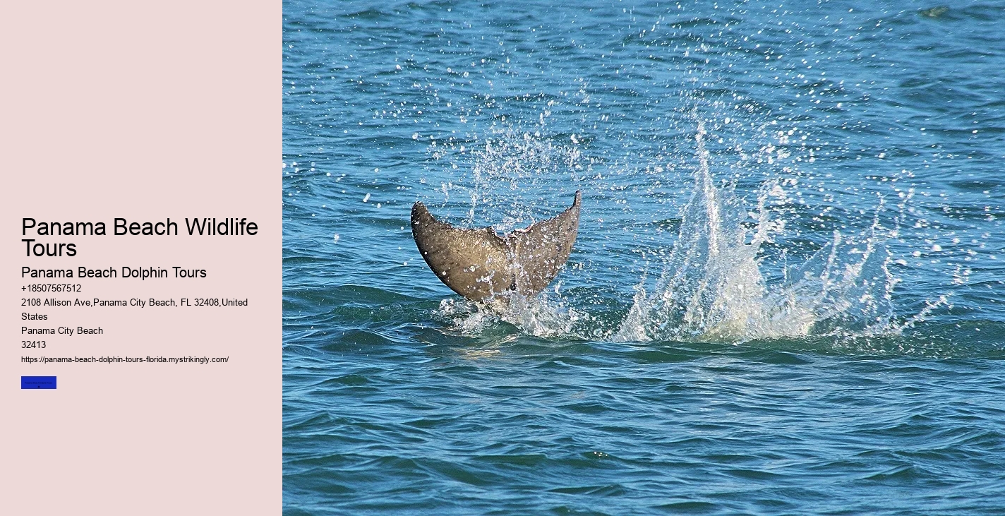 Best Places To See Wild Dolphins