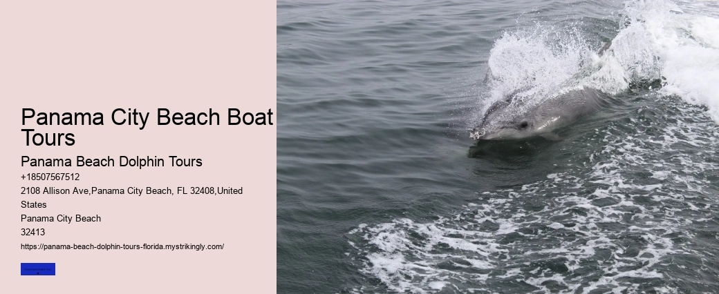 Dolphin Sightseeing Tour