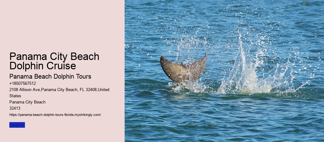 Dolphin Education Tours