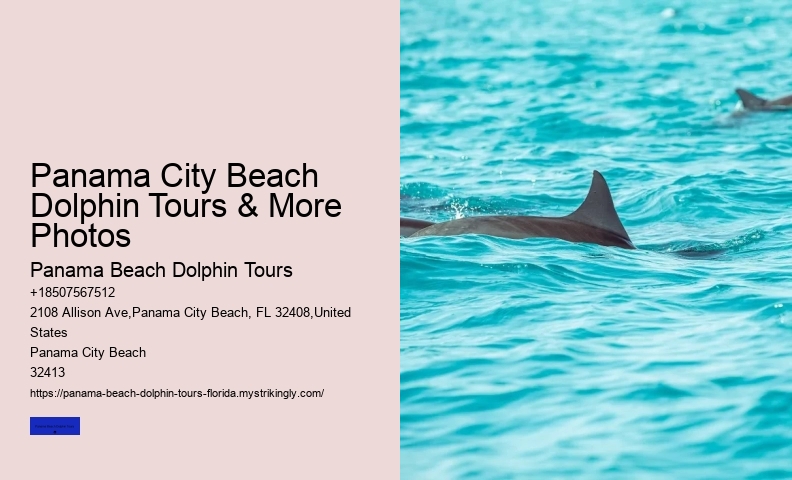 What Is Dolphin Season