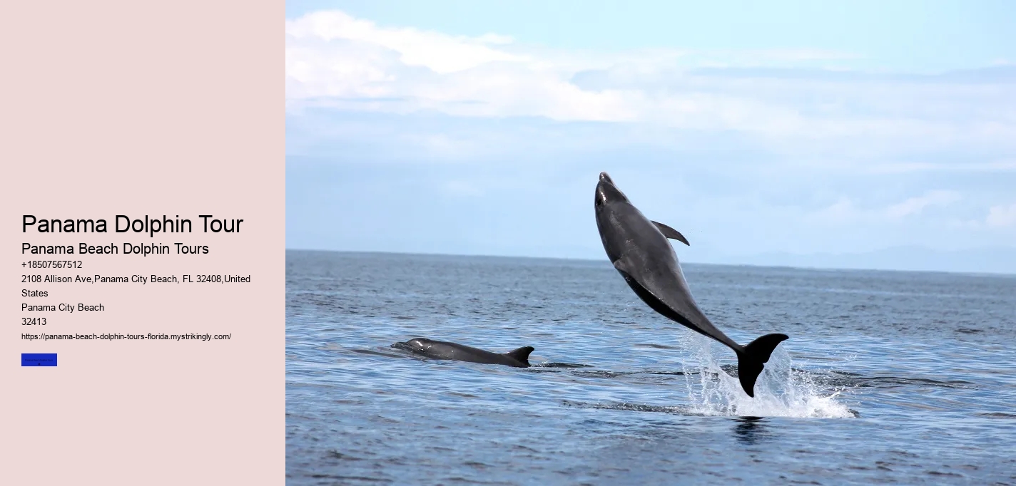 Panama Dolphin Tour