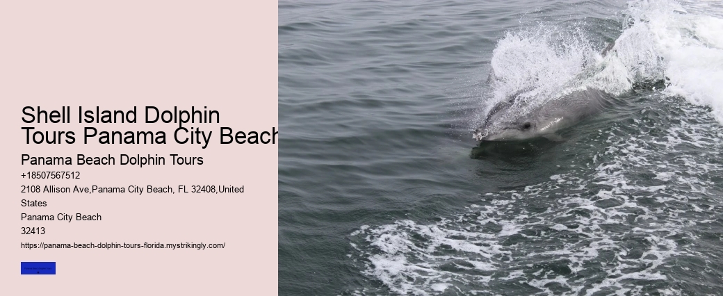 Why Do Dolphins Swim Around You