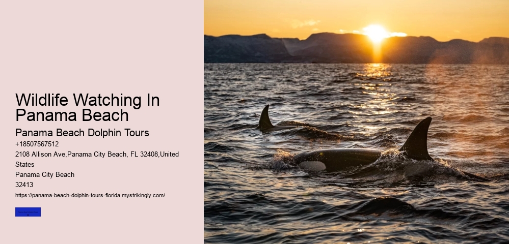 Dolphin Cruise Panama